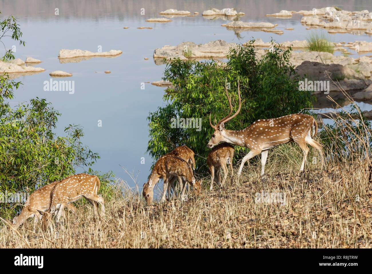 L'Inde, le Madhya Pradesh, Panna, Panna Parc National, cerfs Axis Banque D'Images L'Inde, le Madhya Pradesh, Panna, Panna Parc National, cerfs Axis Banque D'Images