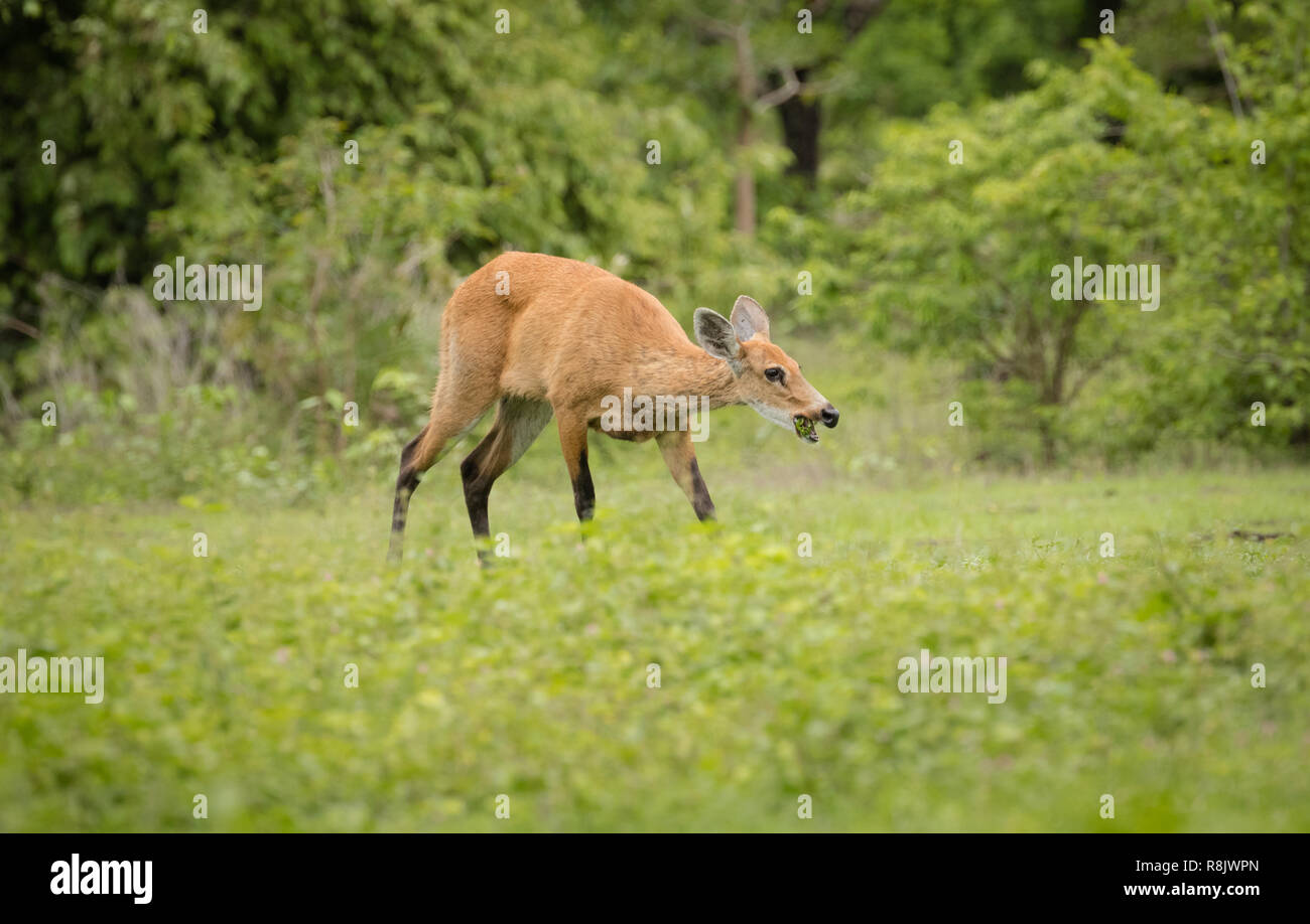 Cerf des marais du Pantanal, Brésil Banque D'Images