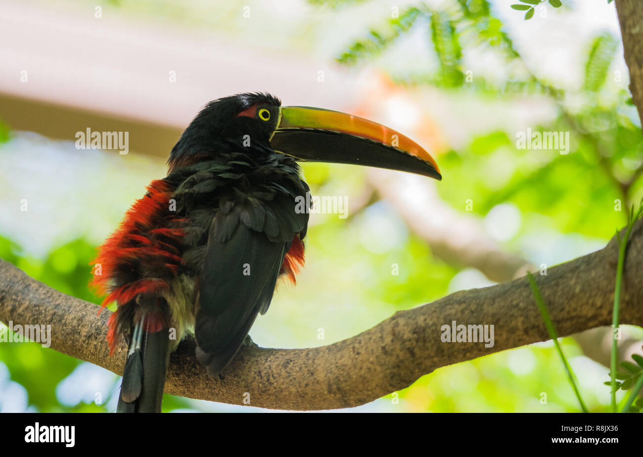 Heureux et joyeux (Pteroglossus aracari à collier torquatus) toucan est un plus petit membre de la famille de Toucan. Banque D'Images