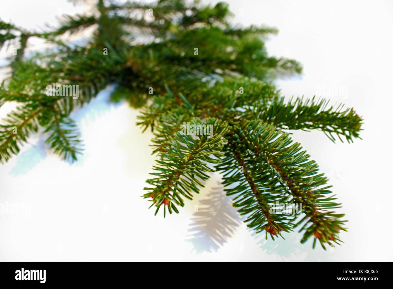 Direction générale des conifères pour Noël, arbre de Noël Banque D'Images