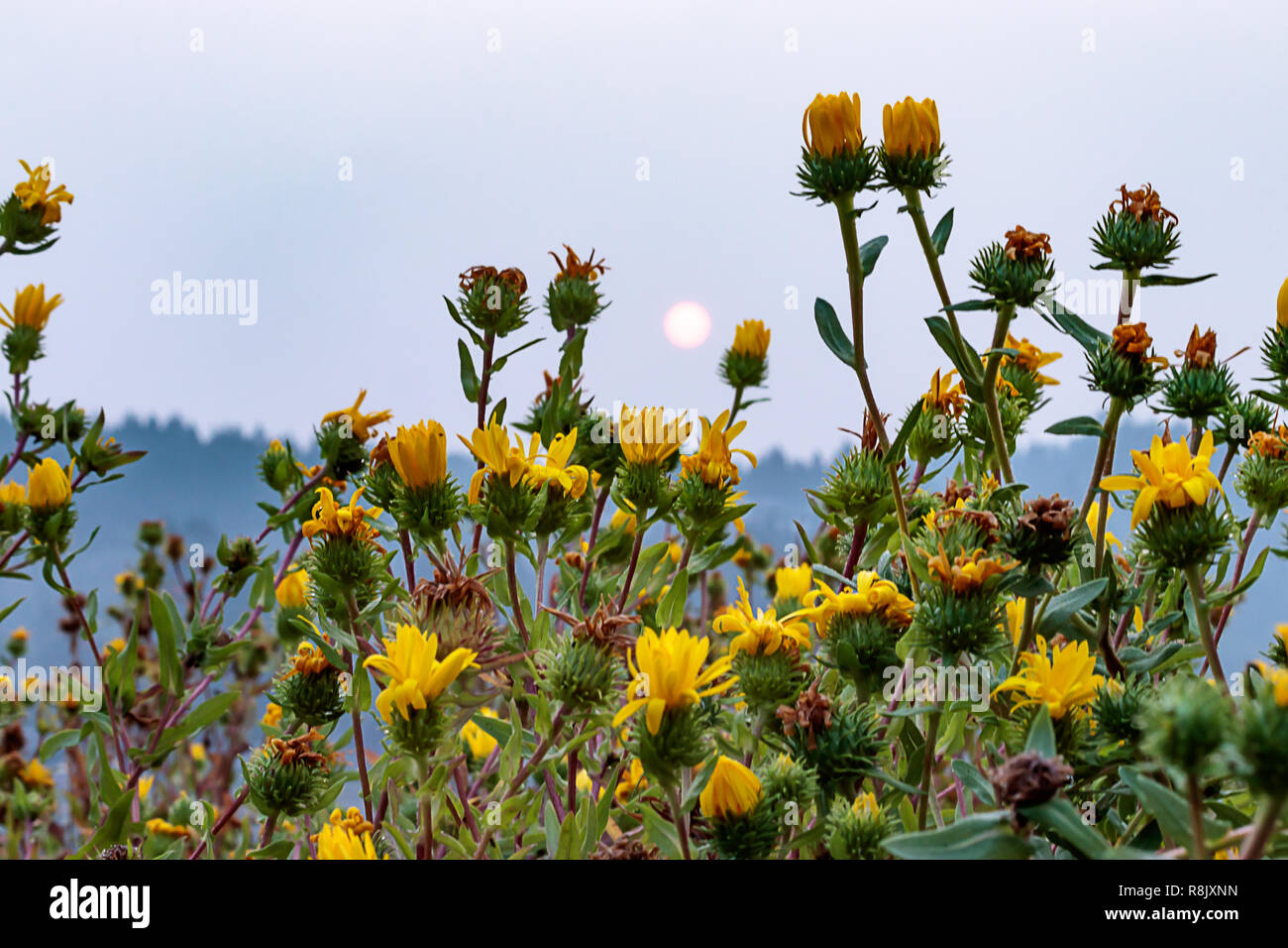 Fleurs Jaune Près De Dim Matin Lever Du Soleil Banque D