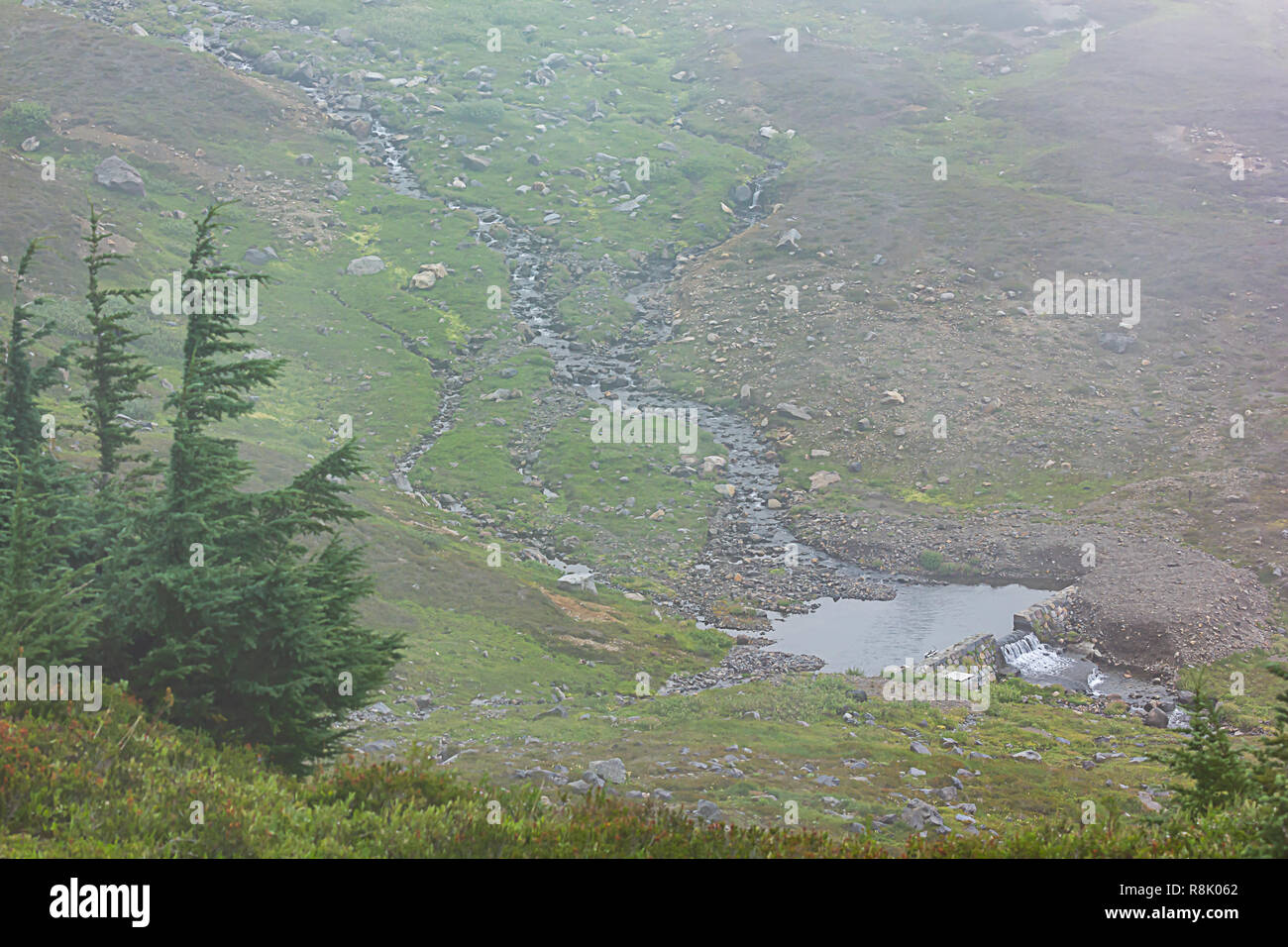 Prairie alpine et bassin avec petit barrage à Mount Rainier Banque D'Images