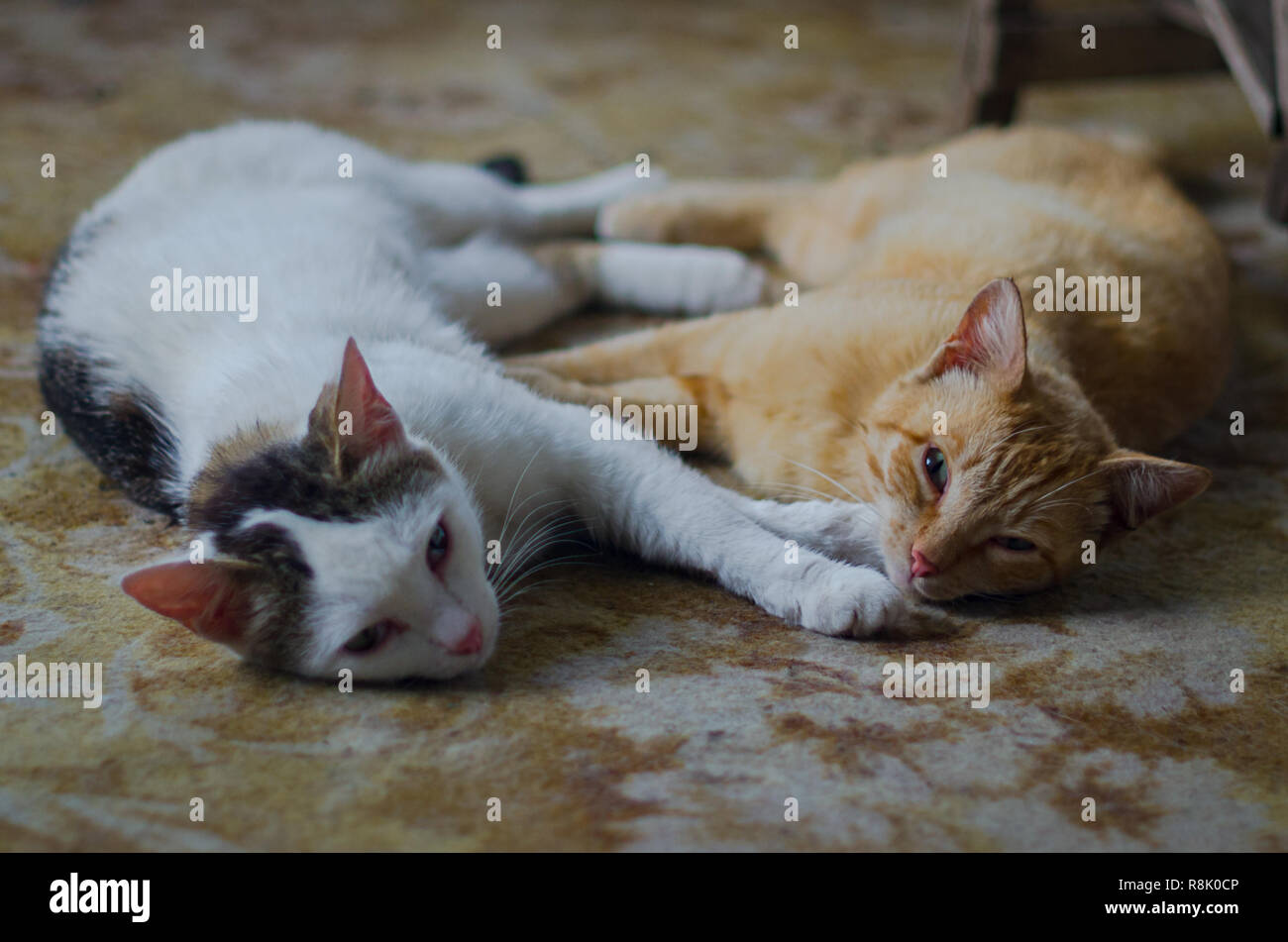 Chats De Ferme Banque D Image Et Photos Alamy Chats De Ferme Banque D Image Et Photos Alamy
