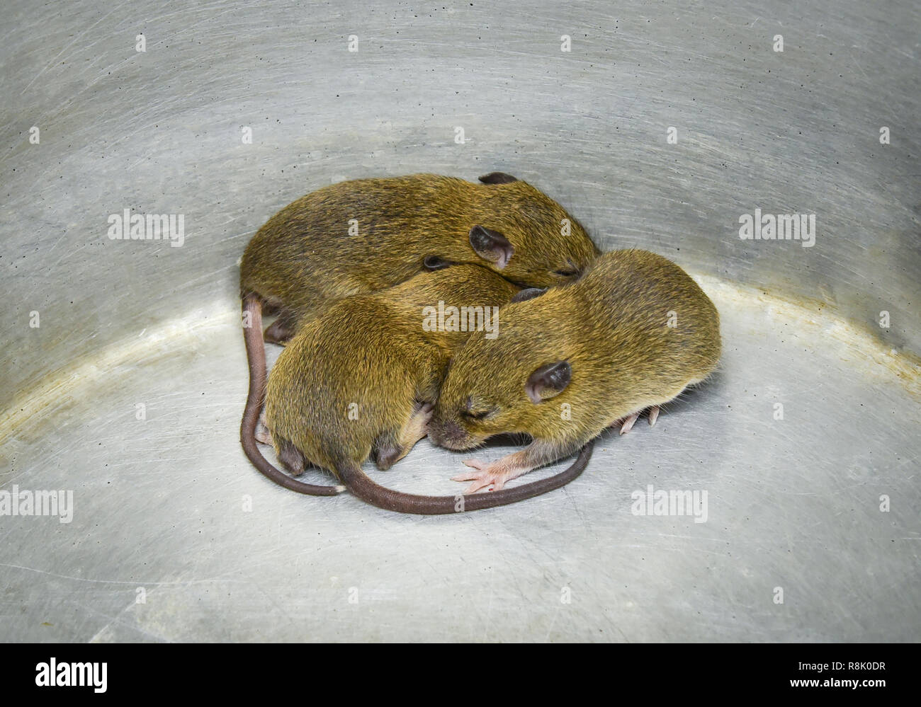 Rat baby Banque de photographies et d’images à haute résolution Alamy