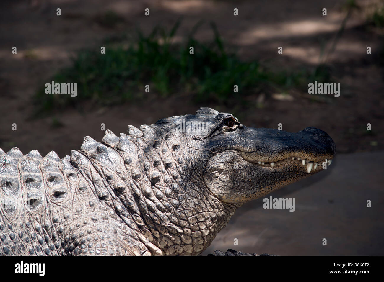 Il s'agit d'une vue latérale d'un alligator Banque D'Images