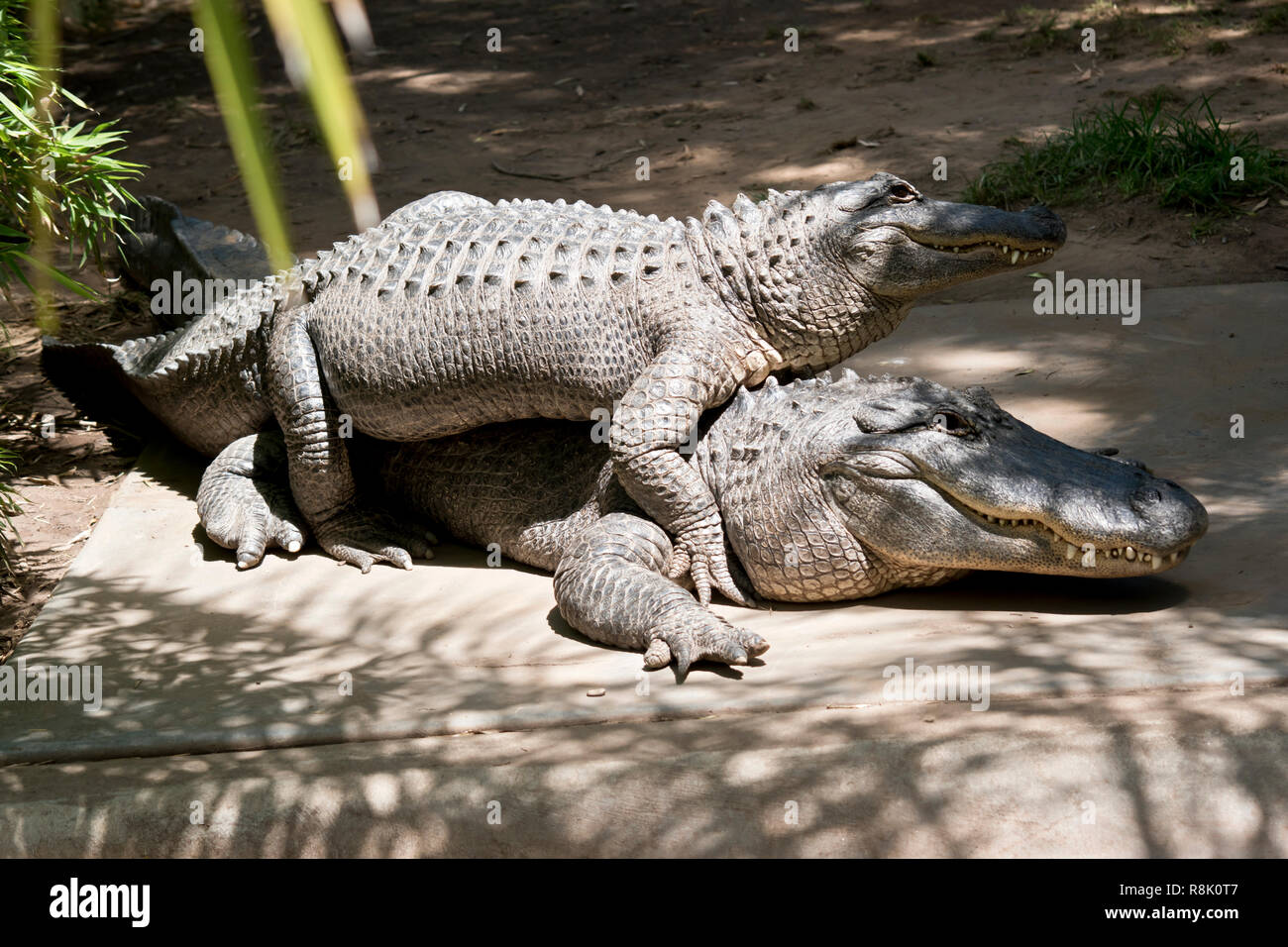 Un alligator est en appui sur l'autre d'alligators retour tout en essayant de se croiser Banque D'Images