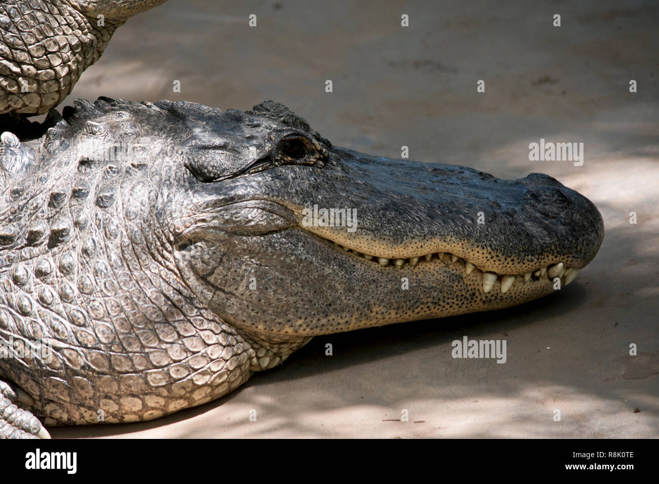 C'est un gros plan d'un alligator Banque D'Images