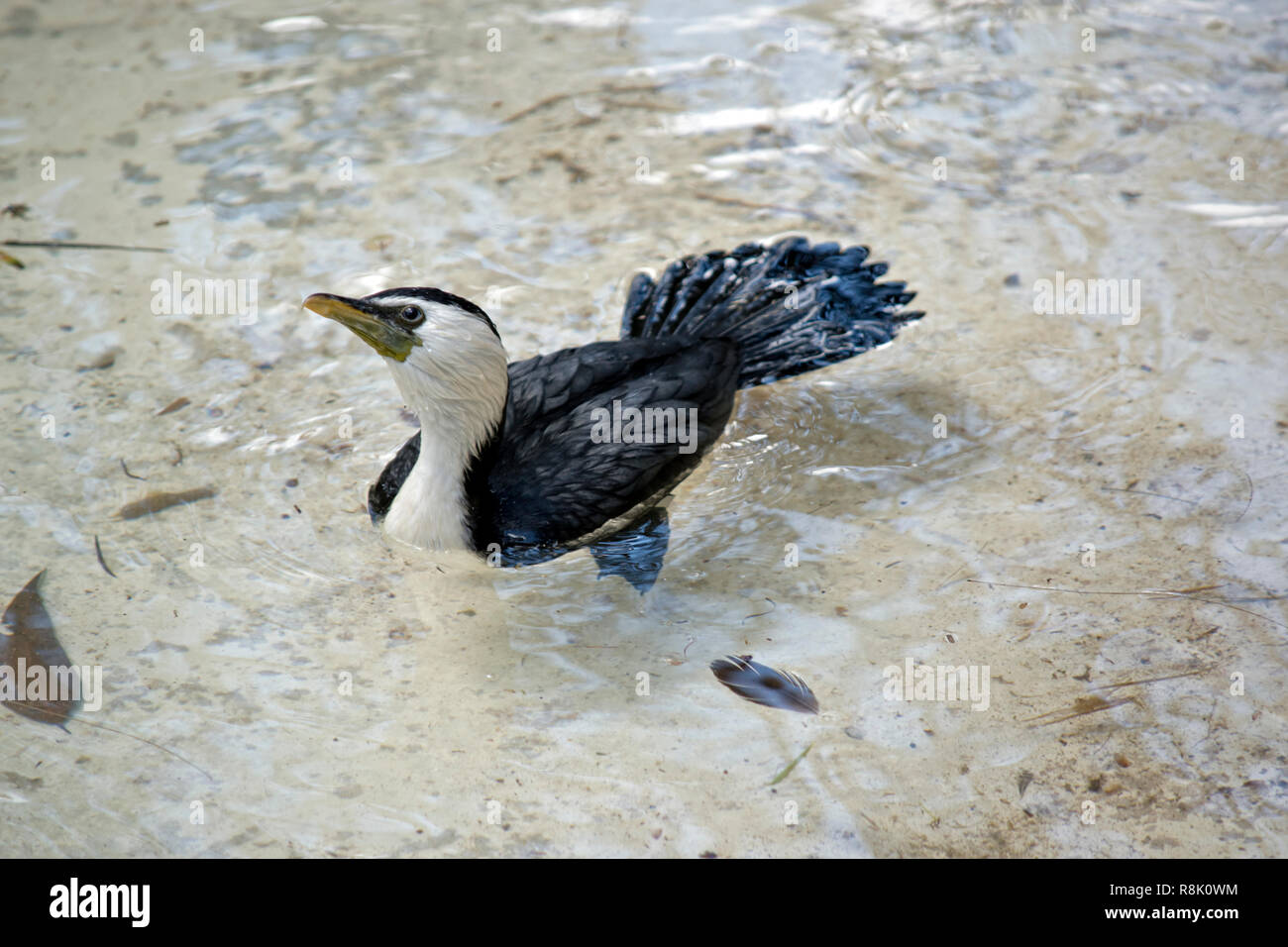 Le héron est la natation dans l'eau claire Banque D'Images
