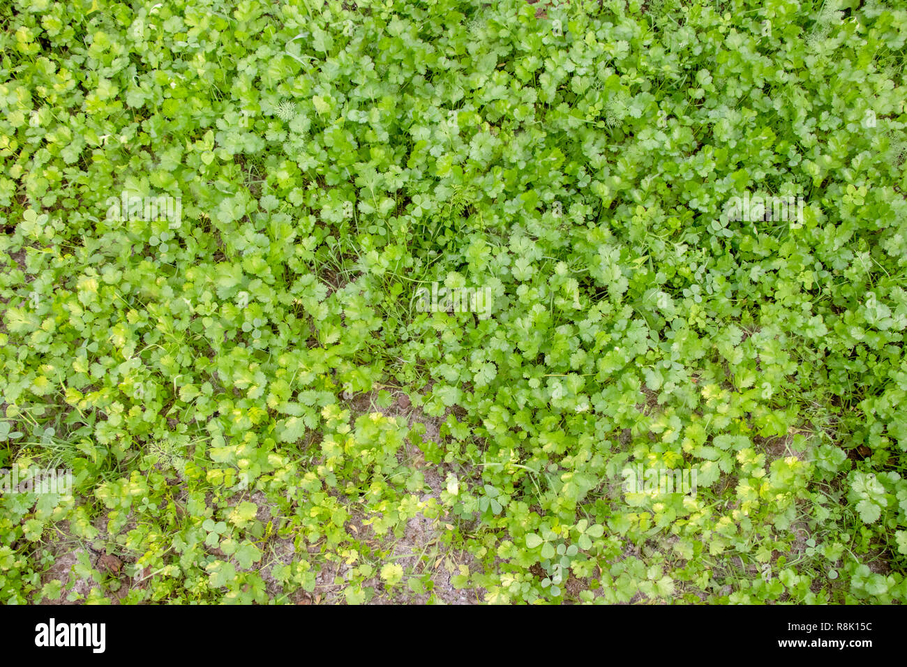 Feuilles de coriandre coriandre ou en jardin, communément connu sous le nom de 'dhaniya' dans l'Indian Banque D'Images