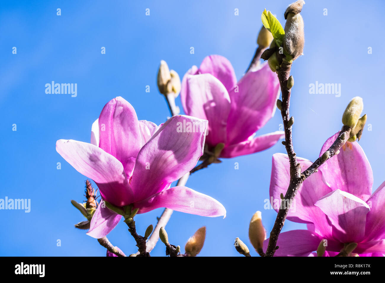 Magnolia en fleurs blanches et roses et boutons ; fond de ciel bleu Banque D'Images