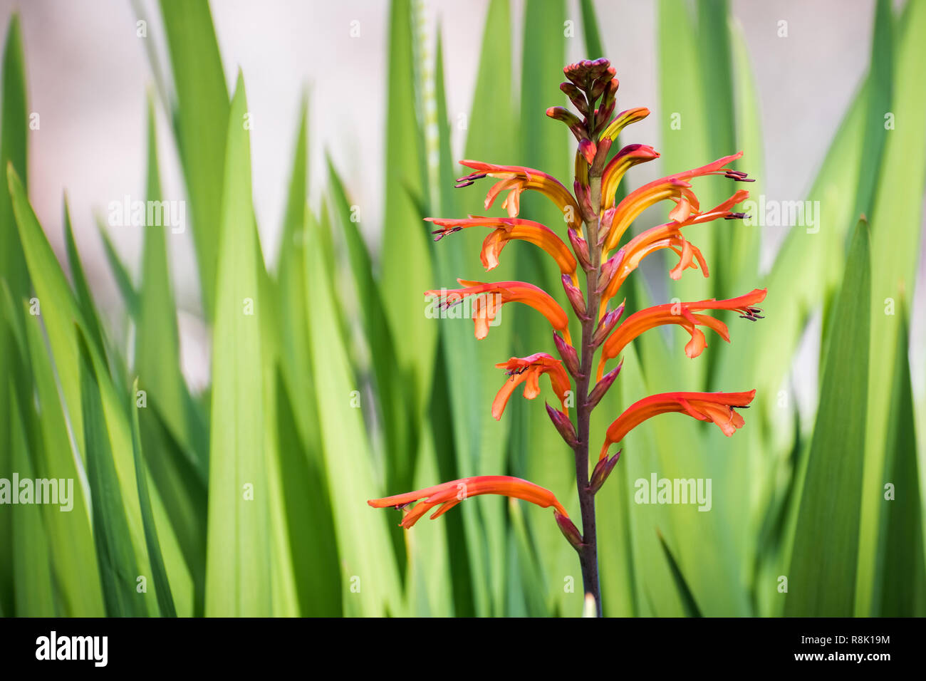 Chasmanthe floribunda (drapeau de l'Afrique), à fleurs originaire d'Afrique du Sud et a été naturalisé au United States ; ici on trouve en Californie en fleurs Banque D'Images