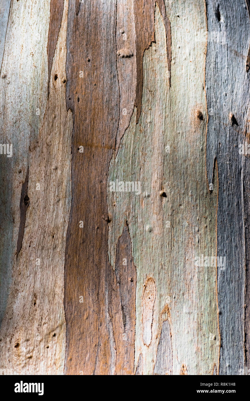 Colorés de près de l'écorce d'un arbre d'eucalyptus, Californie Banque D'Images