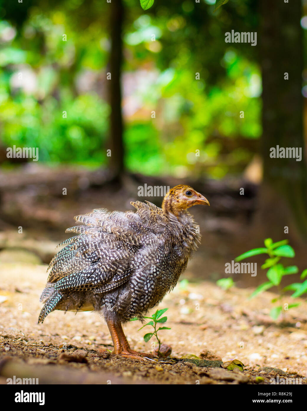 Petit oiseau pintade dans une forêt Banque D'Images