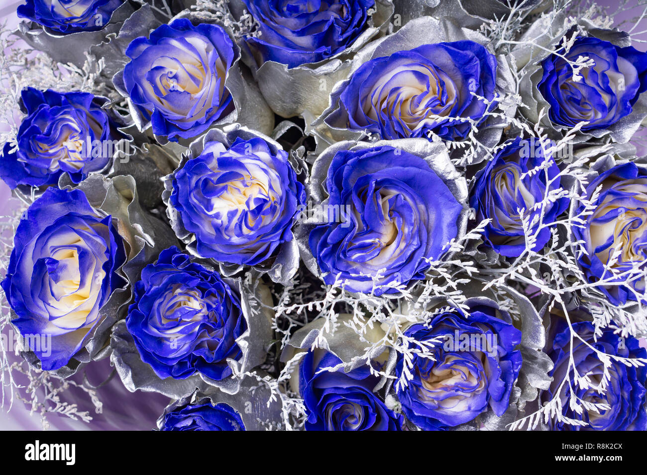 Image de fond d'écran de blue roses, coloration d'argent sur les pétales Banque D'Images