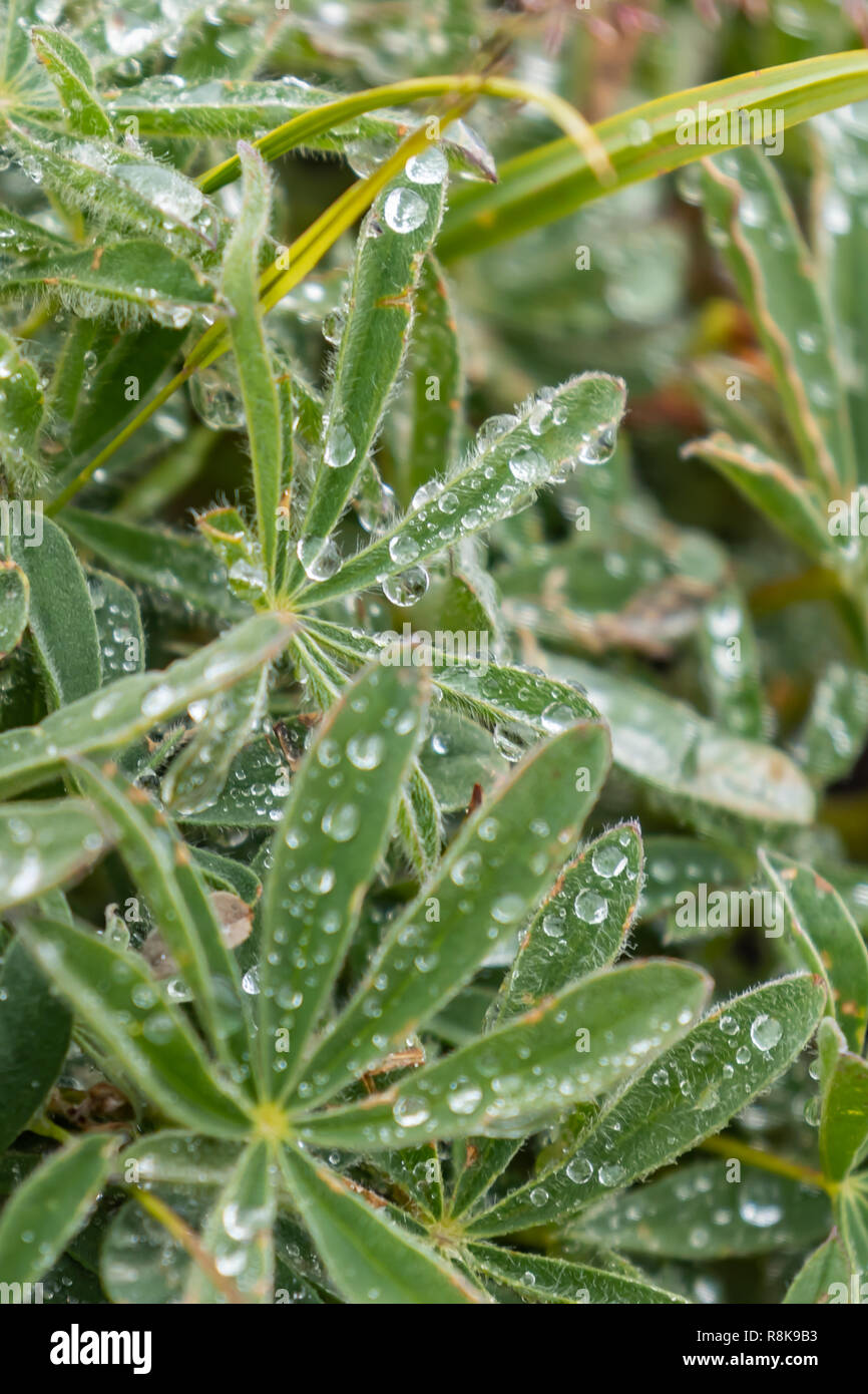 Close up de la rosée, de feuilles vertes dans le champ 2 Banque D'Images