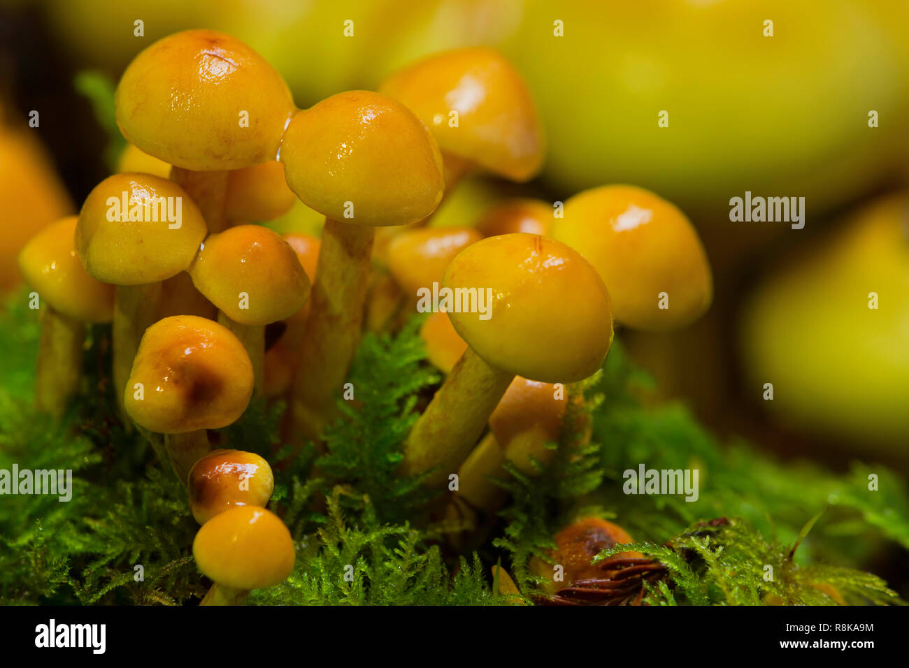Touffe de soufre (Naematoloma fasciculare) les champignons poussent dans le bois rouge du sud de l'Oregon près de Brookings. Banque D'Images