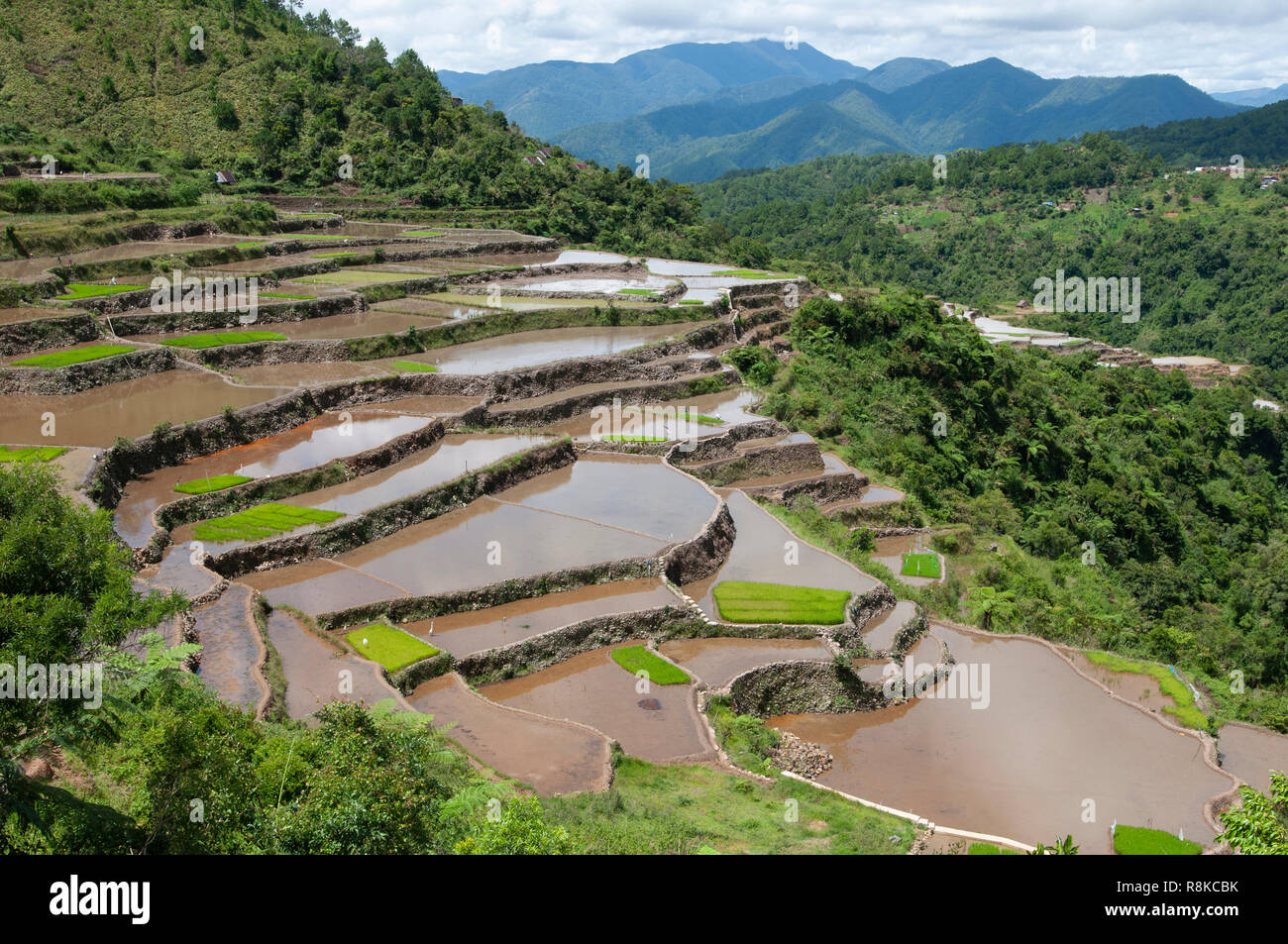 Les terrasses de riz de Maligcong, Bontoc, Mountain Province, Philippines, Asie Banque D'Images