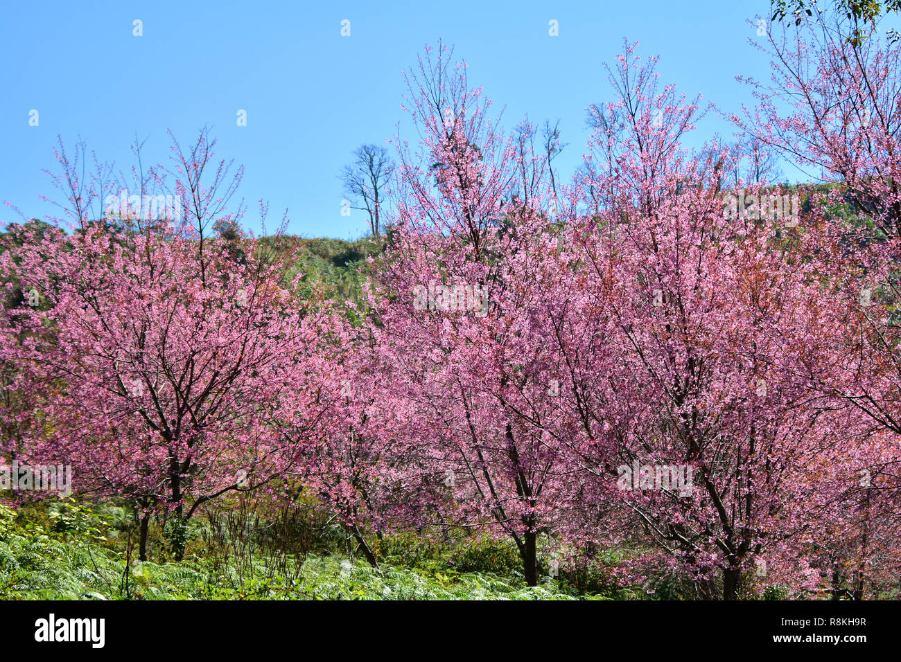 Lhimalaya En Fleurs De Cerisier Sauvage Arbre Rose Ou