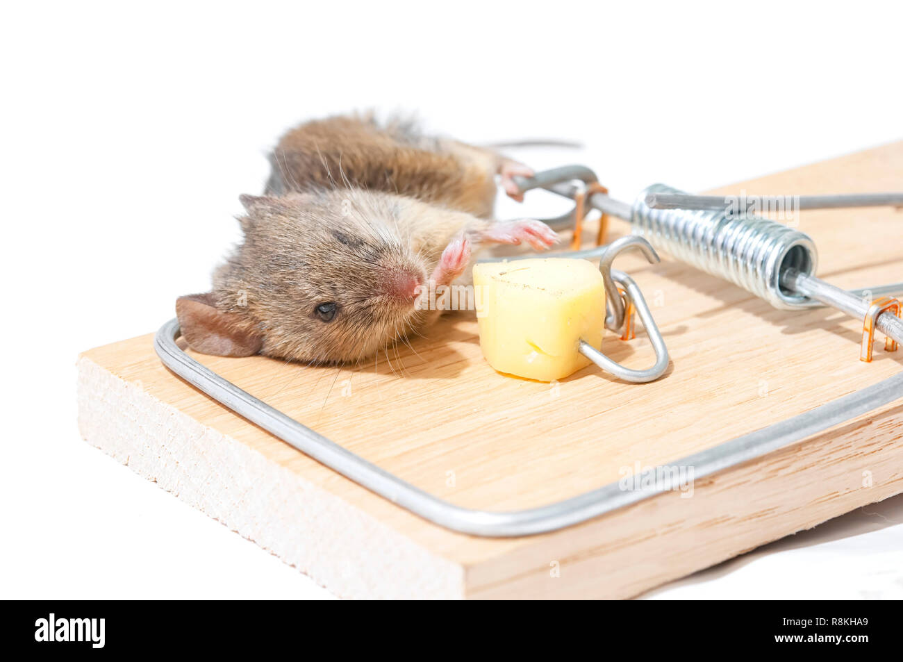 Souris dans un piège à souris à ressort isolated on white Banque D'Images