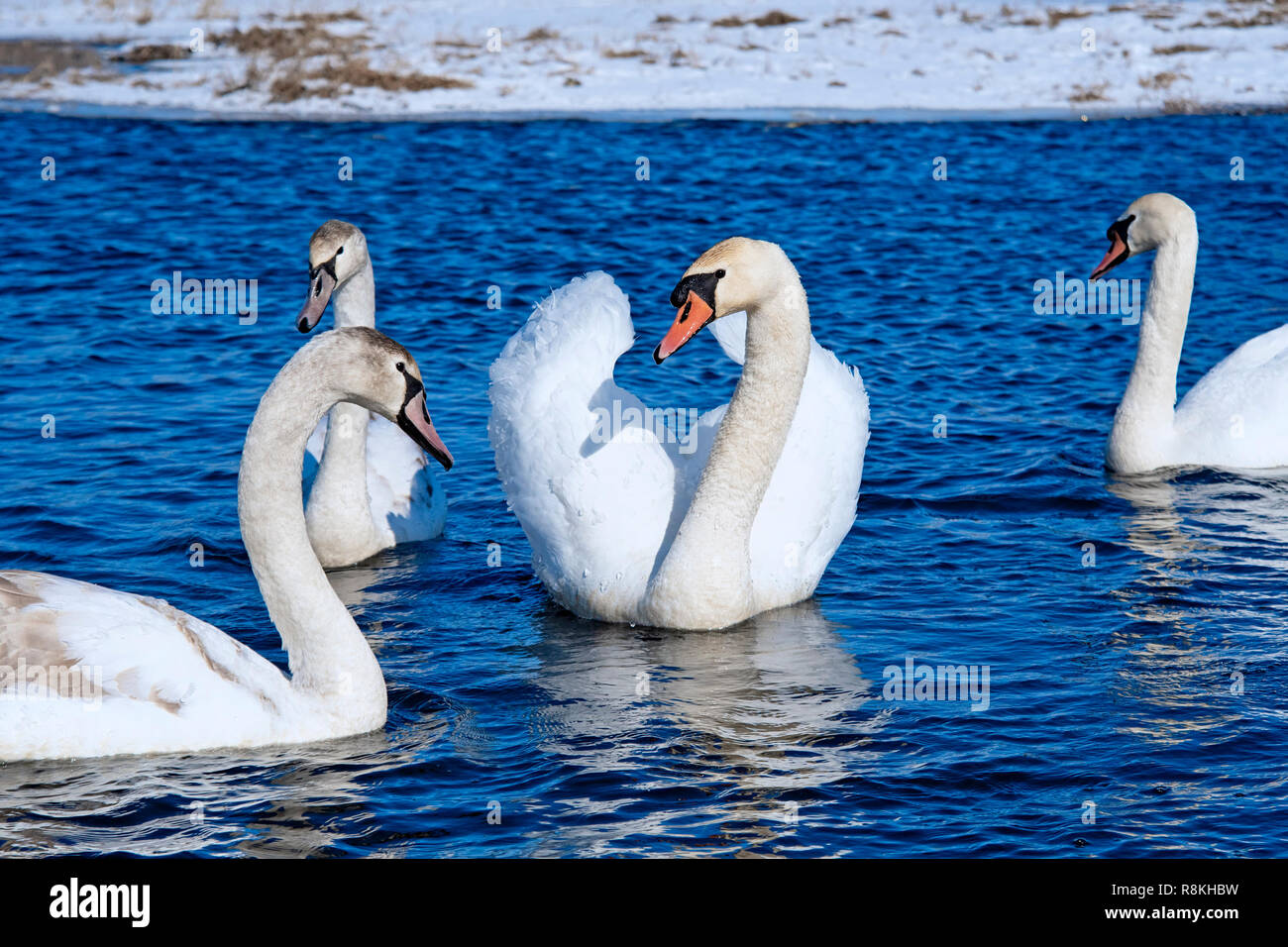 Swans reposant sur un fragment d'une rivière non gelé entouré par la neige et la glace dans un paysage d'hiver Banque D'Images