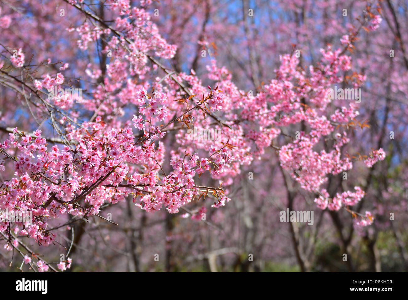 Lhimalaya En Fleurs De Cerisier Sauvage Arbre Rose Ou