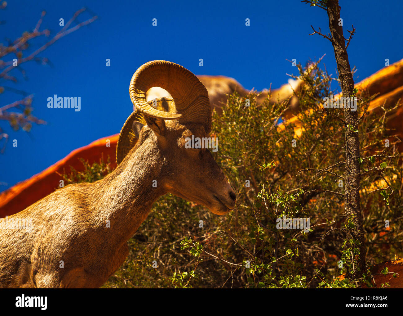 Sion Mountain Sheep Banque D'Images