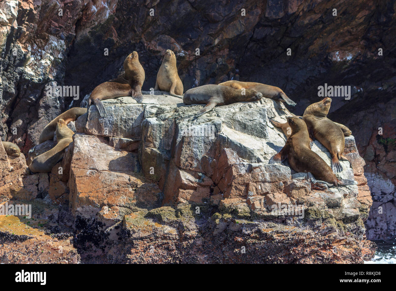 Les lions de mer sur les îles de Paracas au Pérou Banque D'Images