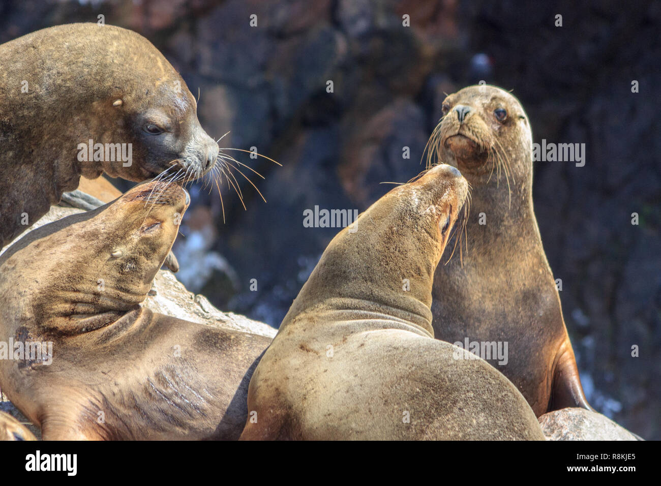 Les lions de mer sur les îles de Paracas au Pérou Banque D'Images
