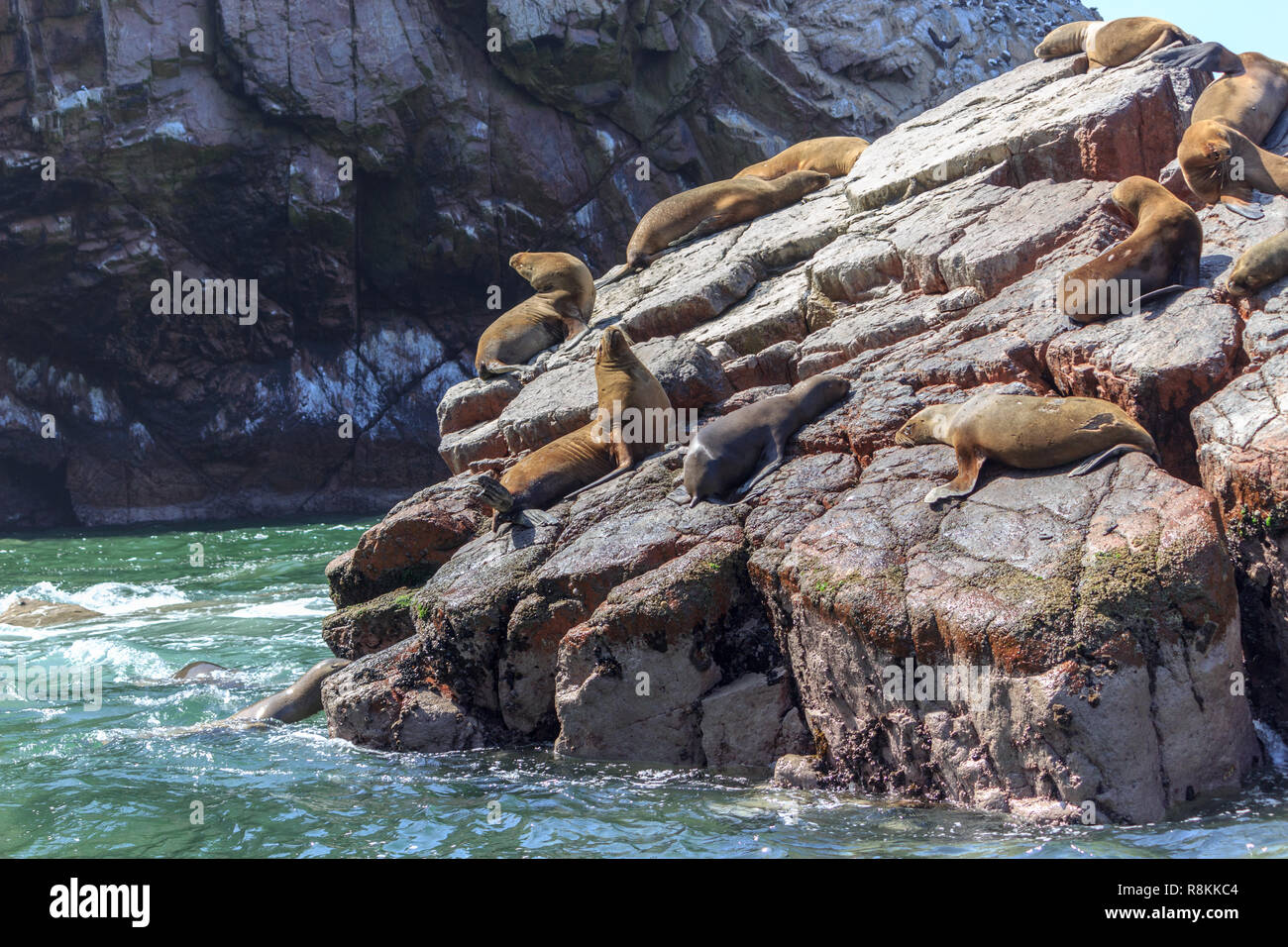 Les lions de mer sur les îles de Paracas au Pérou Banque D'Images