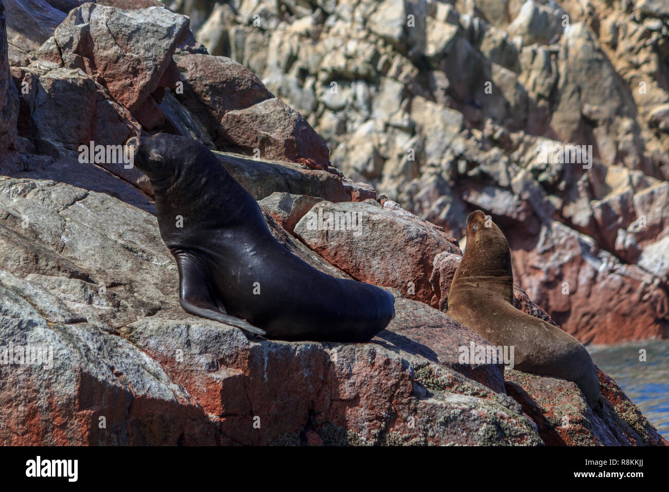 Les lions de mer sur les îles de Paracas au Pérou Banque D'Images