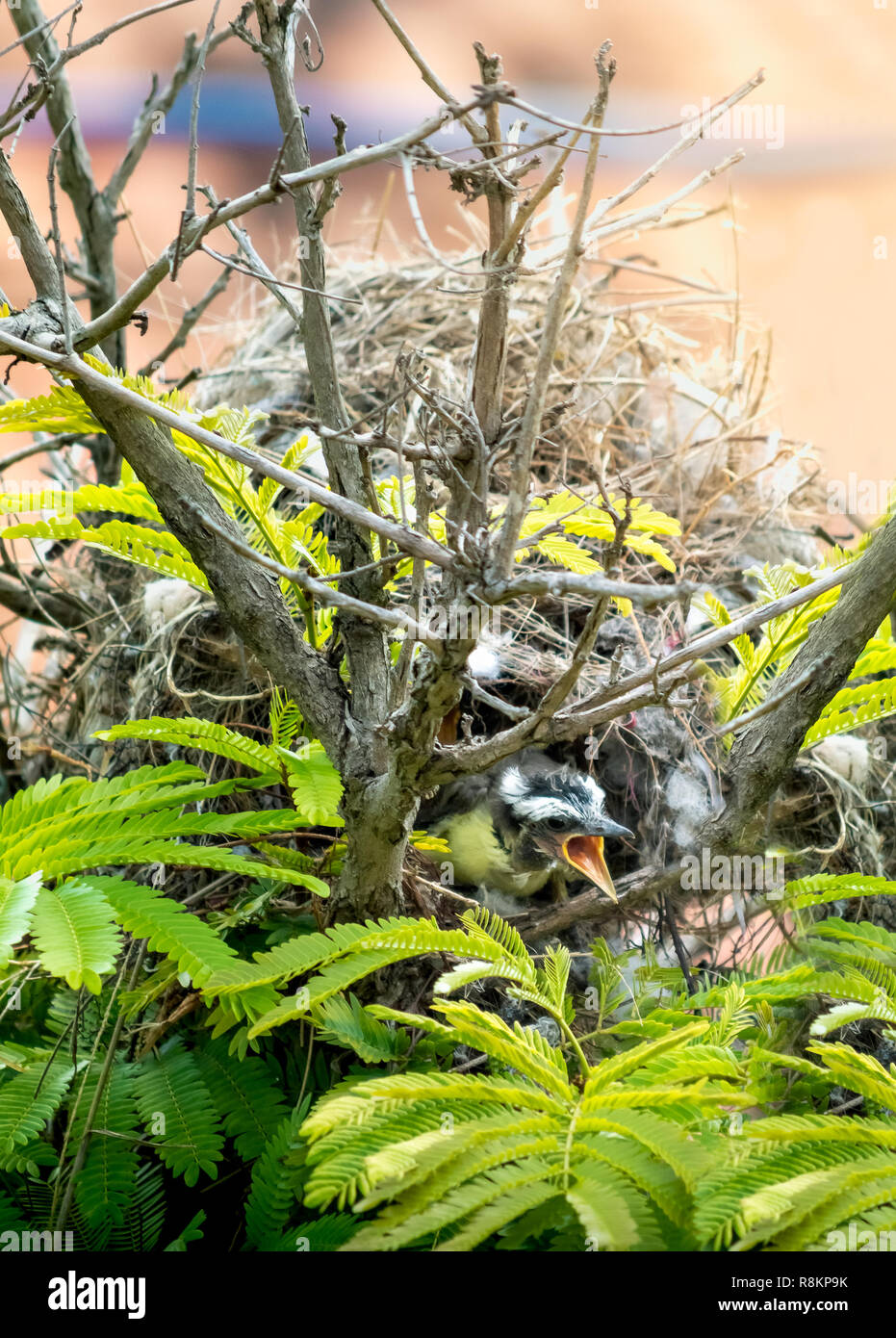 Tyran Quiquivi (Pitangus sulfuratus) cub dans le nid Banque D'Images