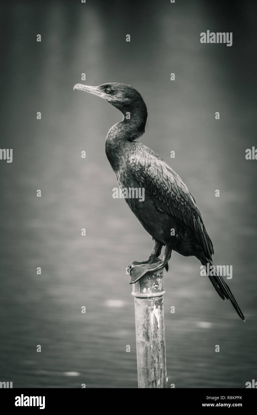 Oiseau noir brésilien nommé 'Biguá (Phalacrocorax brasilianus)' - noir et blanc Banque D'Images