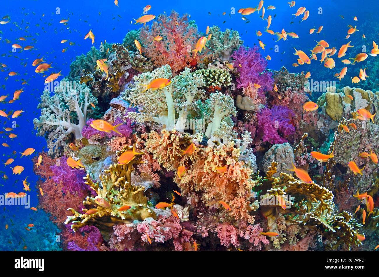 L'Egypte, Mer Rouge, une barrière de corail Banque D'Images