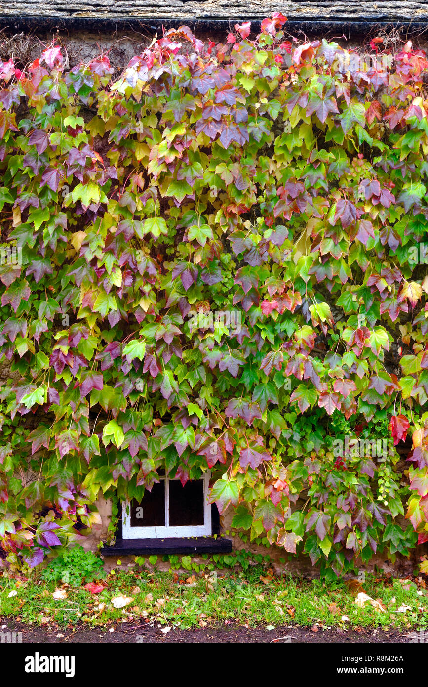 Une vue d'automne d'un mur couvert de feuilles colorées dans les Cotswolds. Banque D'Images