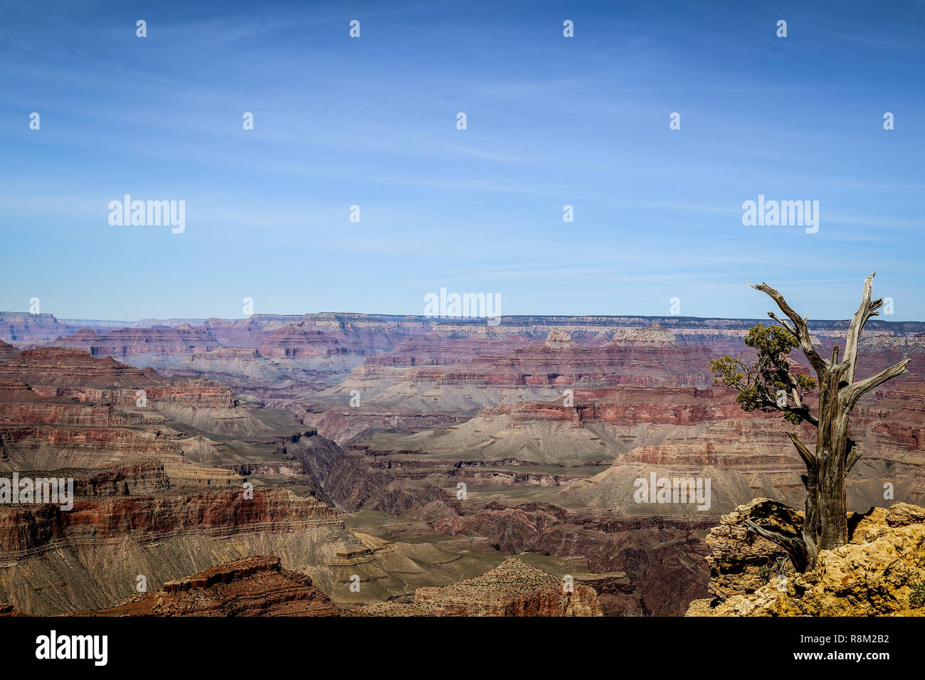 Lonely tree sur le bord d'une falaise dans le parc national du grand canyon Banque D'Images