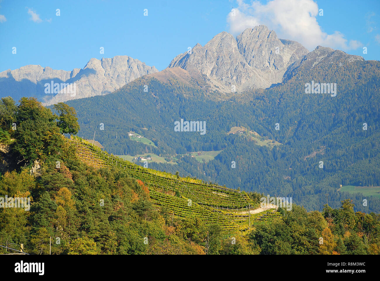 Vue panoramique sur les vallées et les montagnes (Alpes Sarntal) dans les Alpes italiennes (Meran, le Tyrol du Sud, Italie). Ifinger montagne (ital. Picco) Ivigna, 3724m Banque D'Images