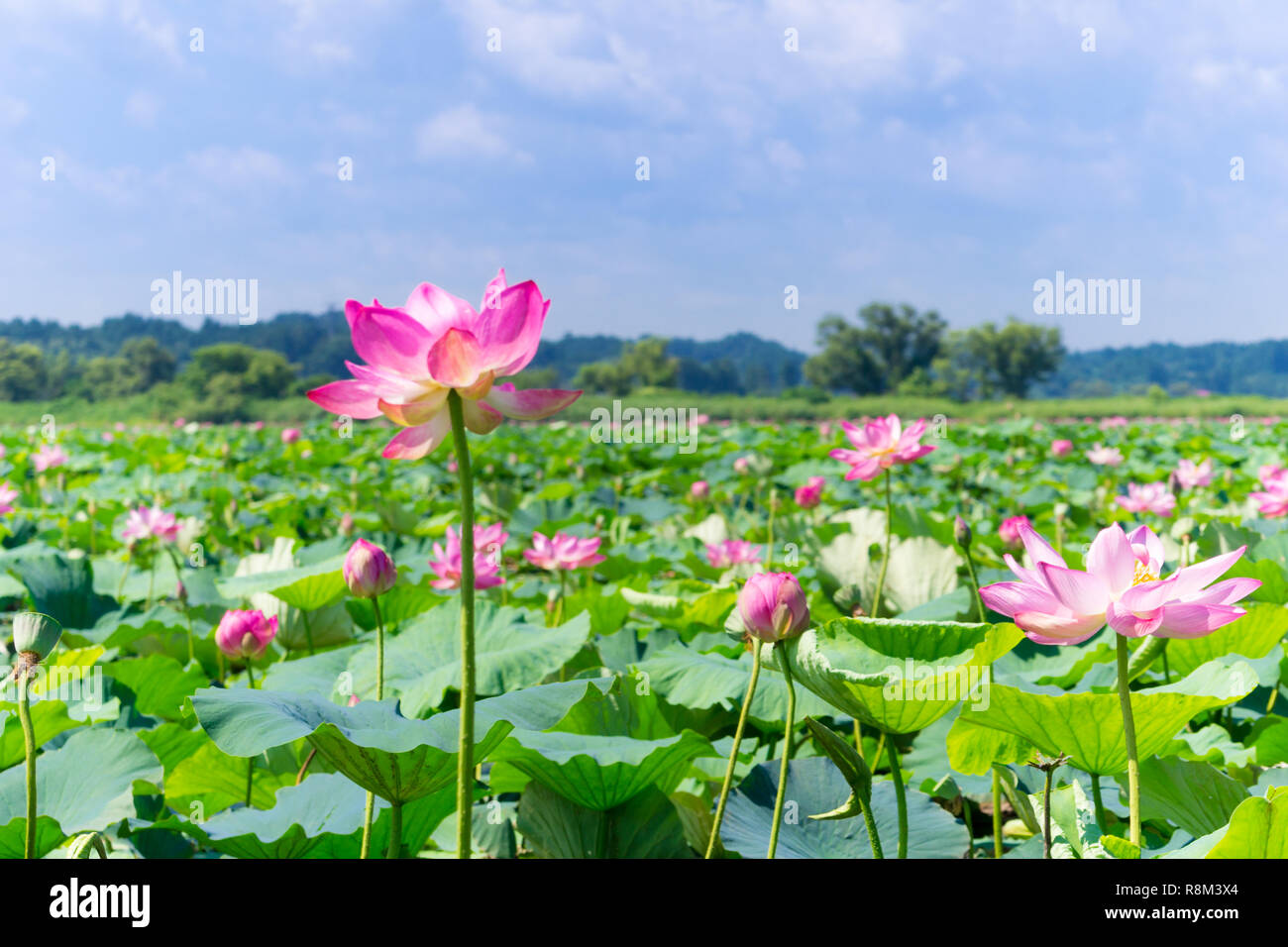 Vue sur la belle rose de floraison des fleurs de lotus dans le lac Uchinuma au Japon. Banque D'Images