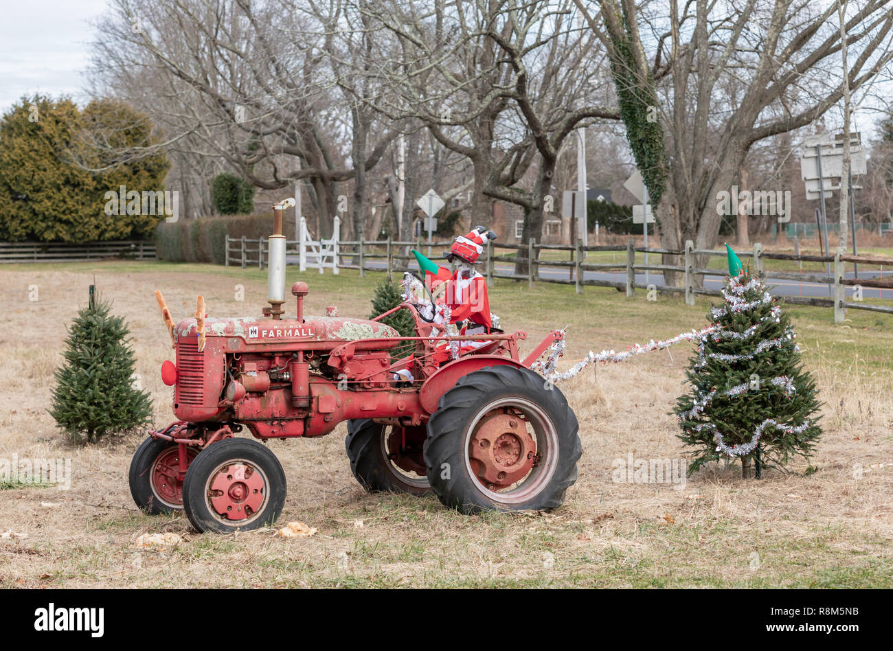 Trois squelettes, l'un habillé en père Noël et de la conduite d'un vieux tracteur rouge et deux autres habillés en elfs décorant les arbres de Noël dans un champ. Banque D'Images