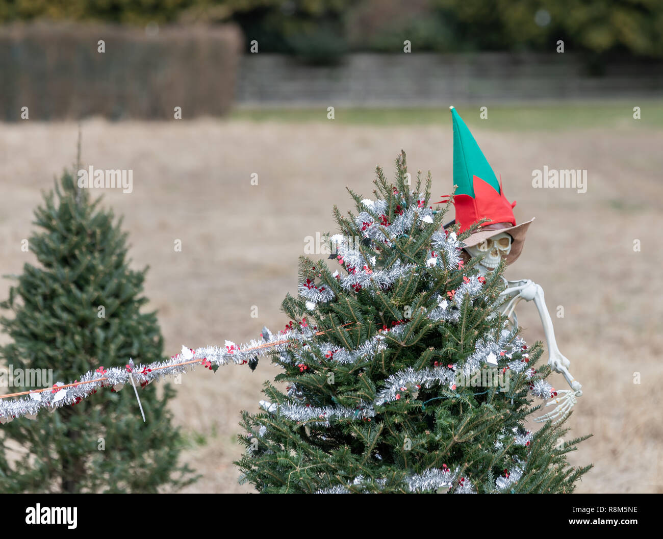 Squelette habillé comme un elfe decorating a Christmas Tree Banque D'Images
