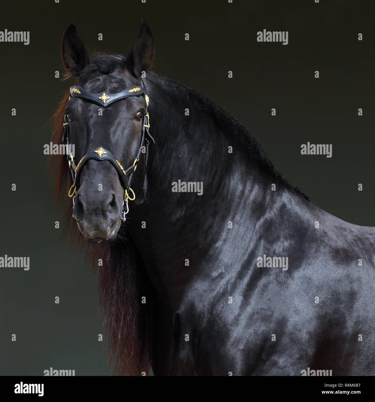 Cheval Baroque noir dans l'obscurité intérieure stable Banque D'Images