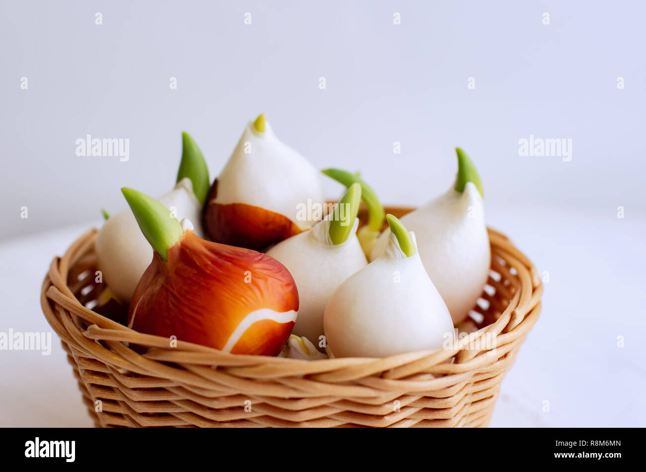 Tulipes de plus en plus à la maison. Bulbes de tulipes poussé. Tulipes dans un panier sur un fond blanc. Banque D'Images