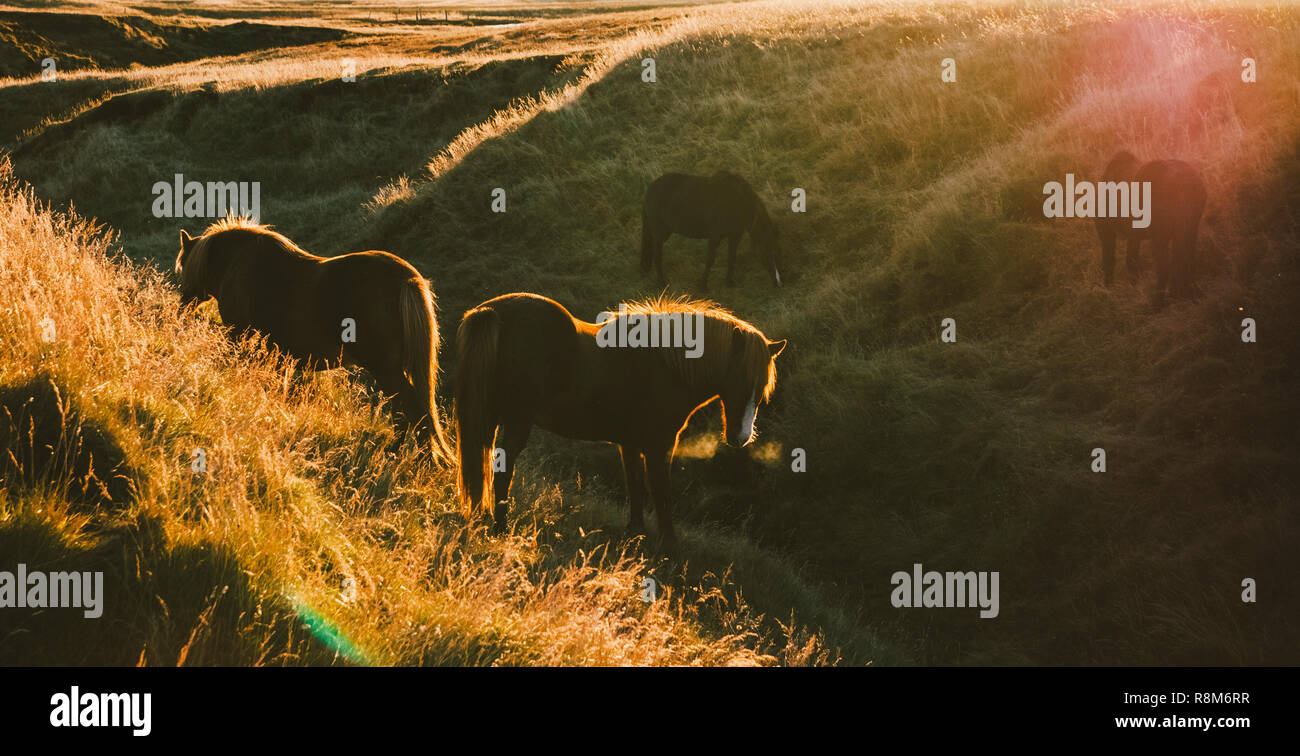 Les paysages islandais, coucher de soleil dans un pré avec des chevaux de rétroéclairage de pâturage Banque D'Images