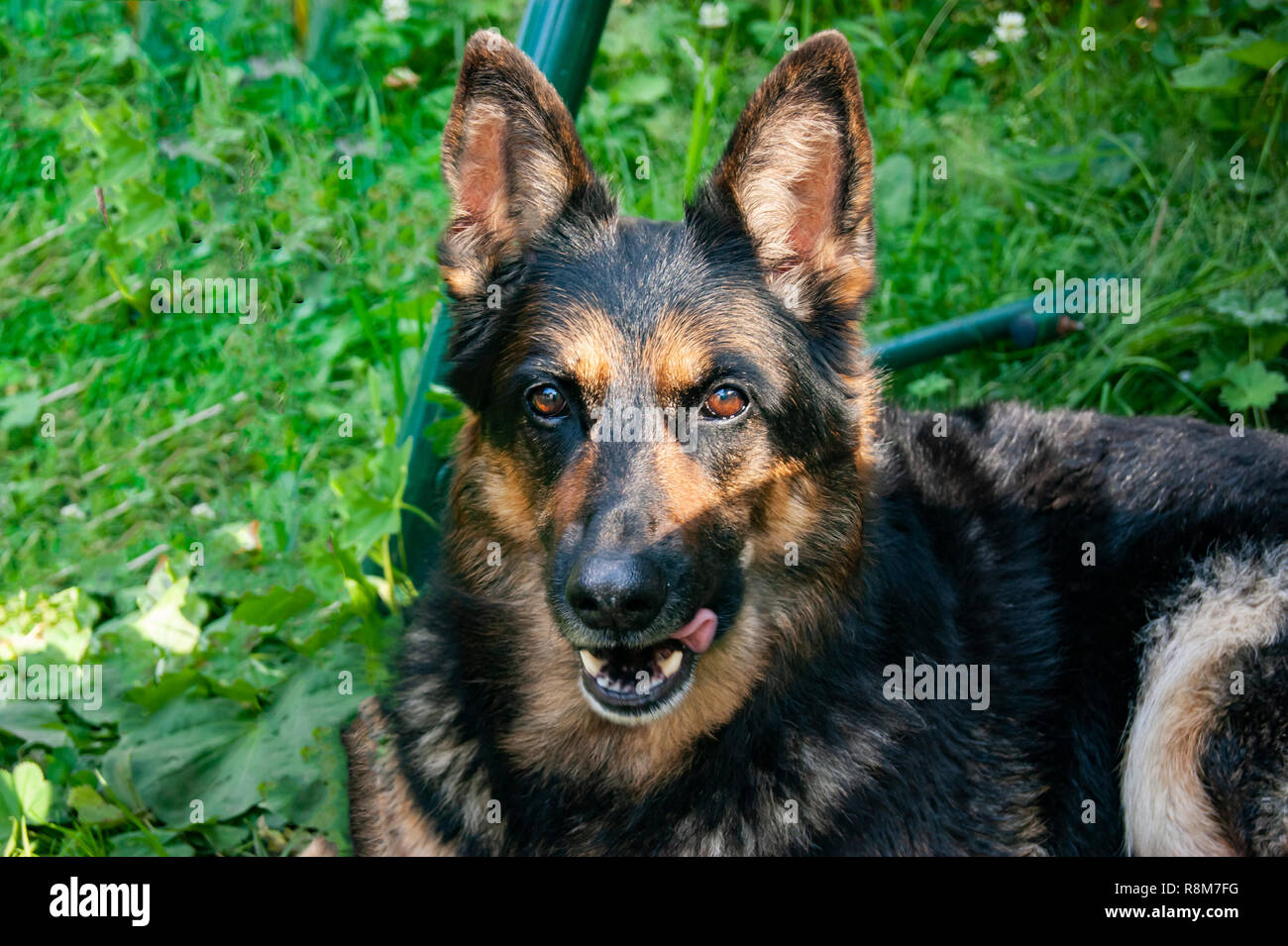 Berger allemand se trouve sur le terrain et se repose. Sans traitement. Banque D'Images