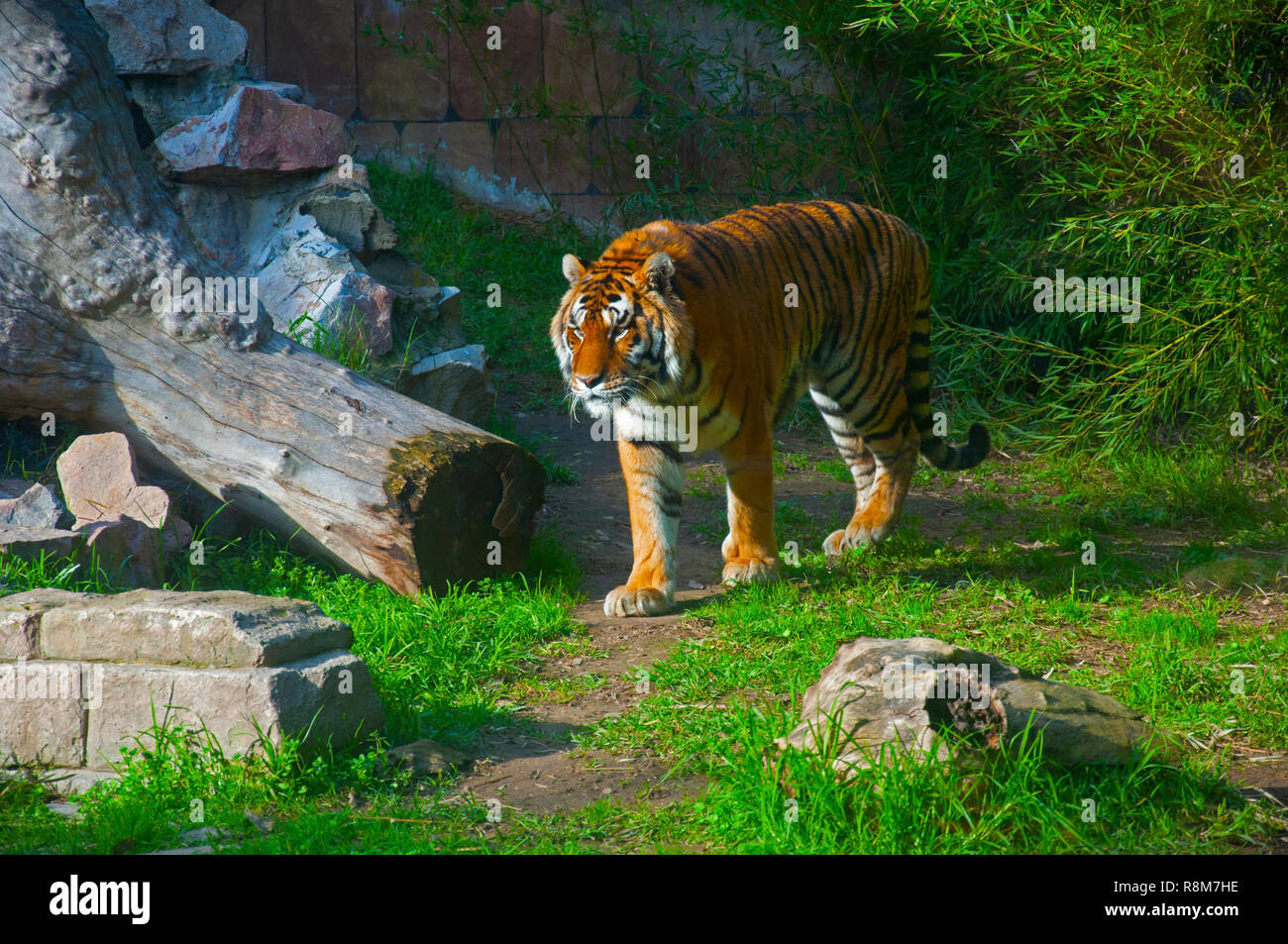 Big tiger walking, fond vert avec des briques et du bois sec, l'automne Banque D'Images