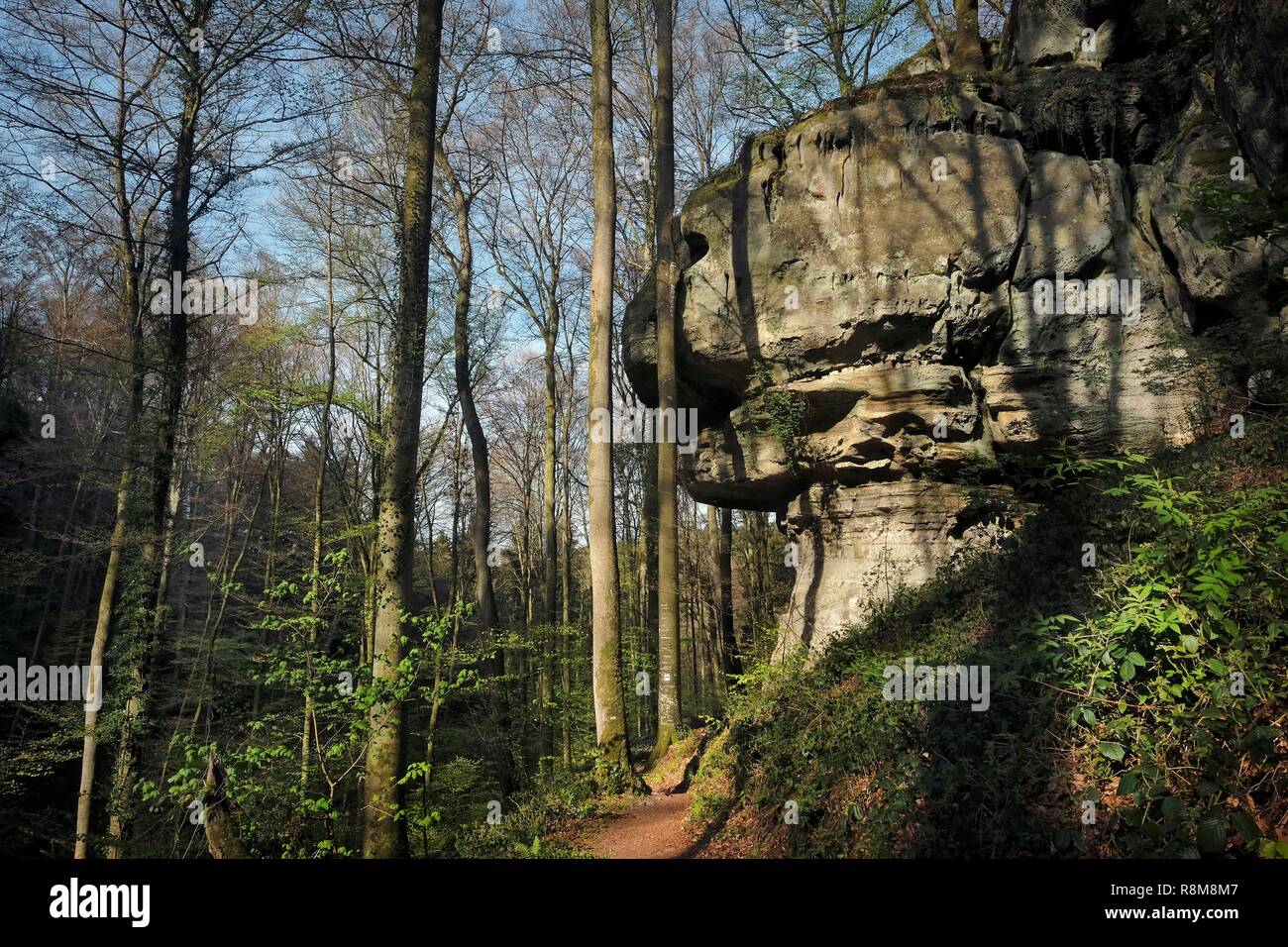 Grand-duché de Luxembourg, Echternach, Consdorf, des sentiers et des paysages de la sentier de randonnée Mullerthal Banque D'Images