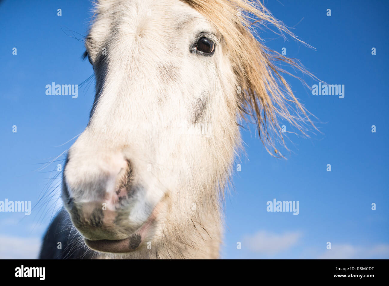 Close up portrait of white horse looking at camera Banque D'Images