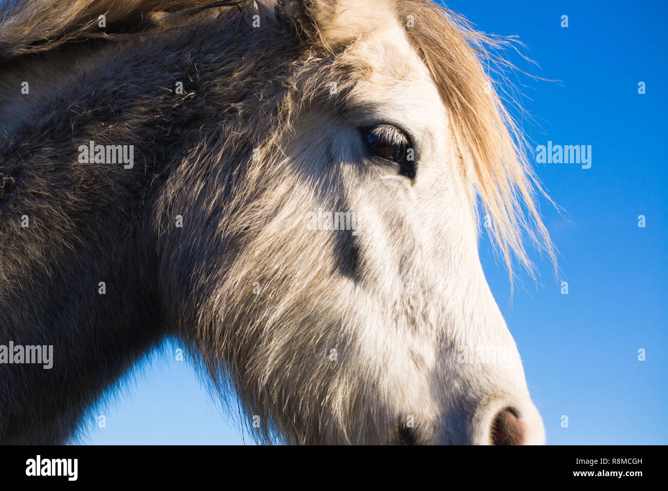 Close up portrait of white horse Banque D'Images