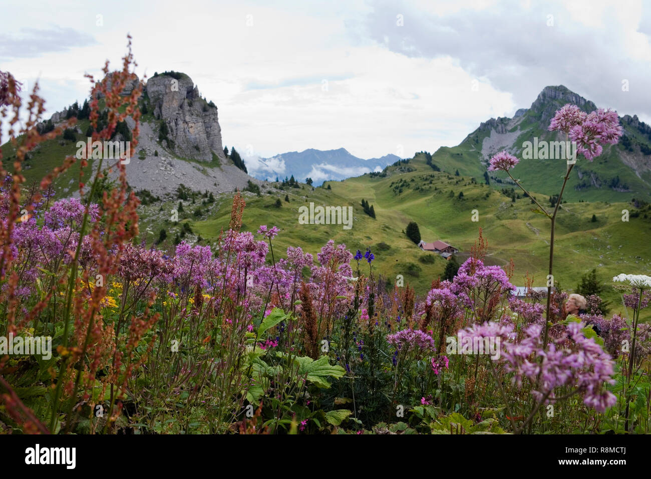 Schynige Platte du Botanischer Alpengarten, Oberland Bernois, Suisse, avec les pics d'Oberberghorn Loucherhorn et au-delà Banque D'Images