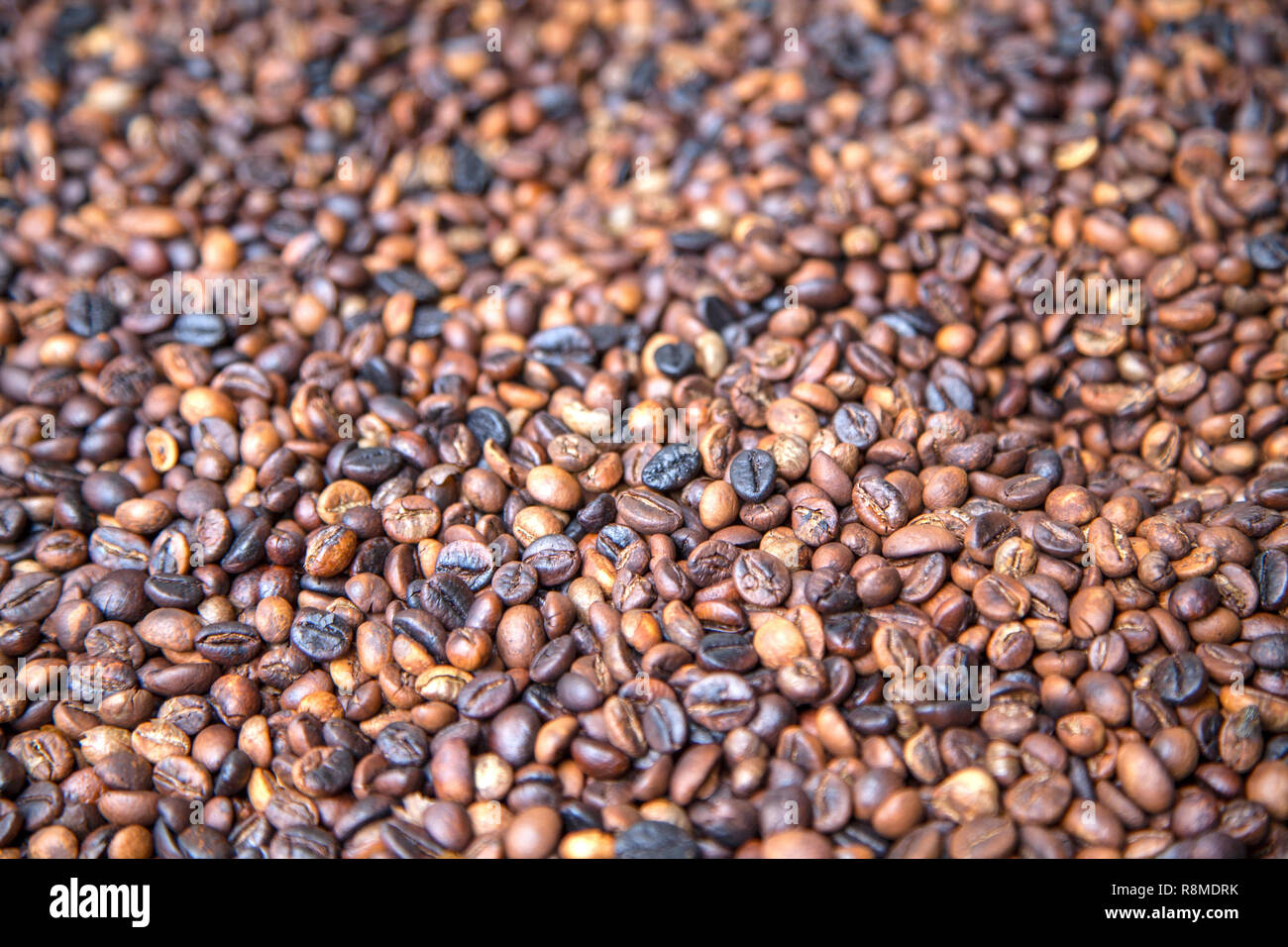 Le célèbre café luwak balinais en Indonésie. Banque D'Images