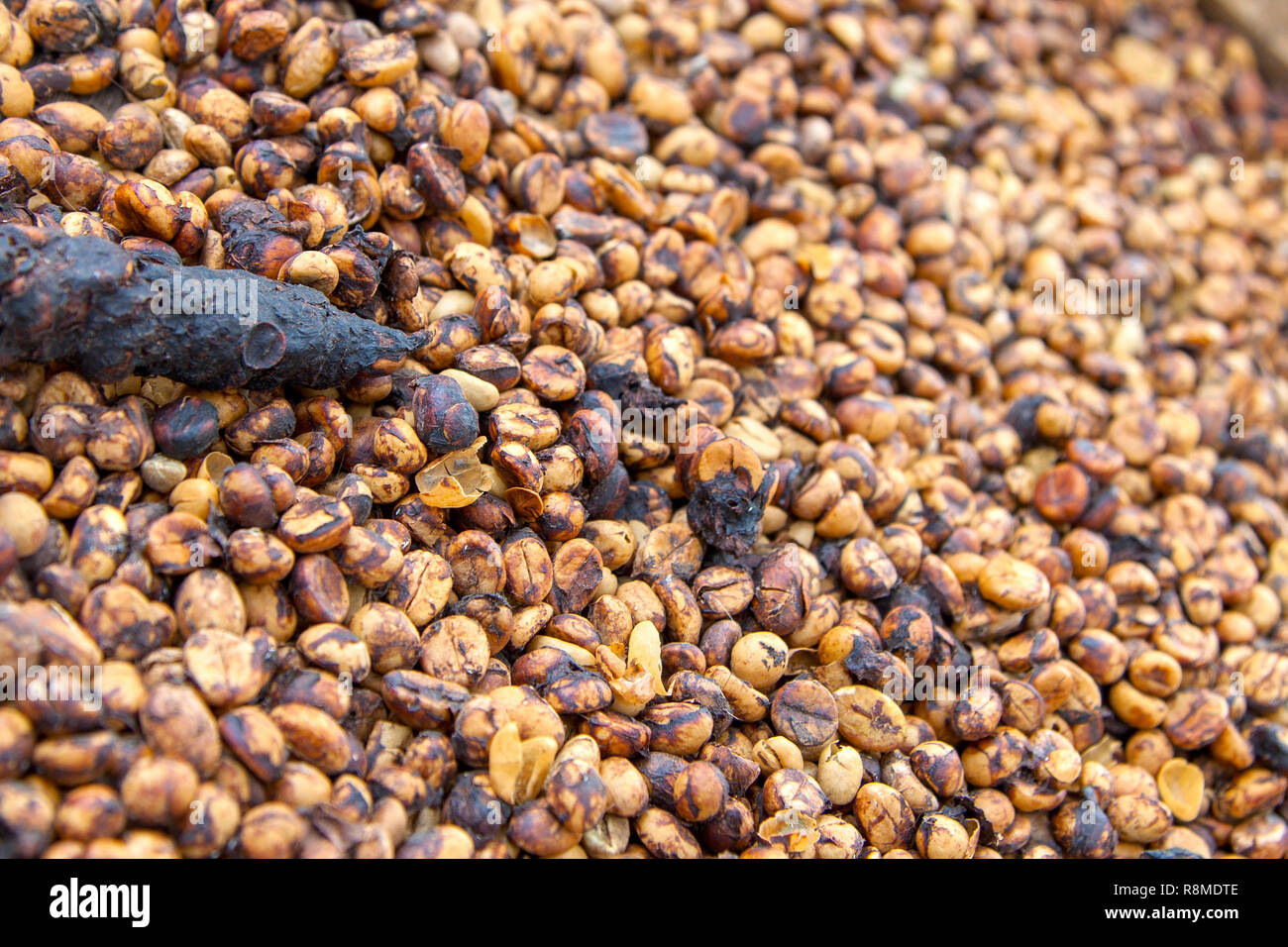 Le célèbre café luwak balinais en Indonésie. Banque D'Images